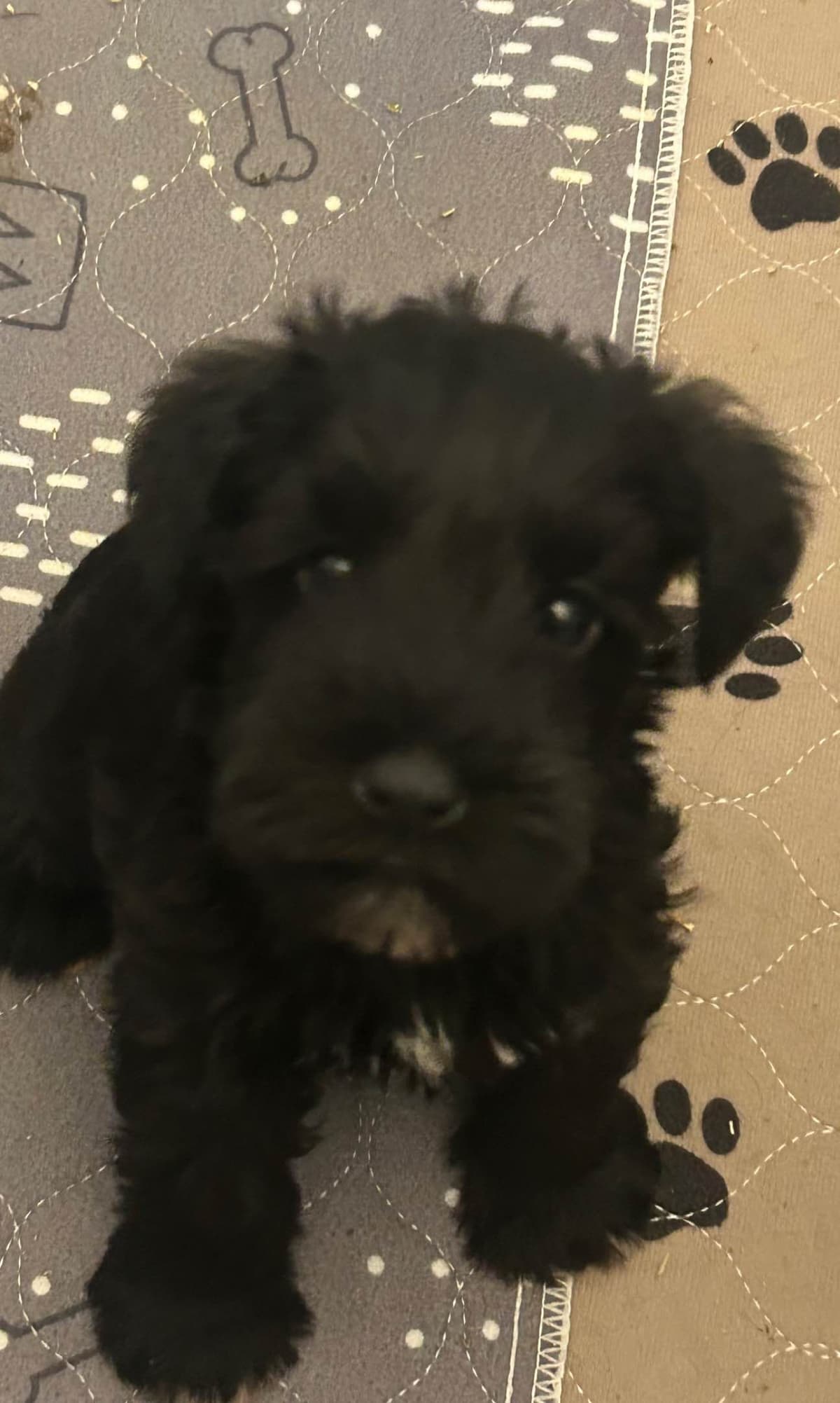 Miniature Schnauzer Puppies breeder image 14