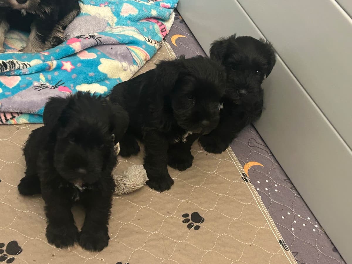Miniature Schnauzer Puppies breeder image 15