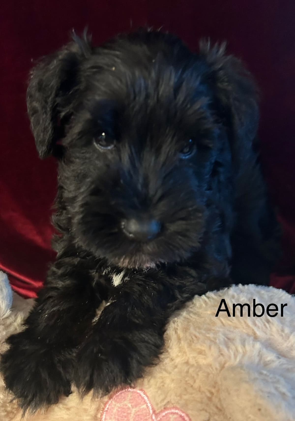 Miniature Schnauzer Puppies breeder image 18