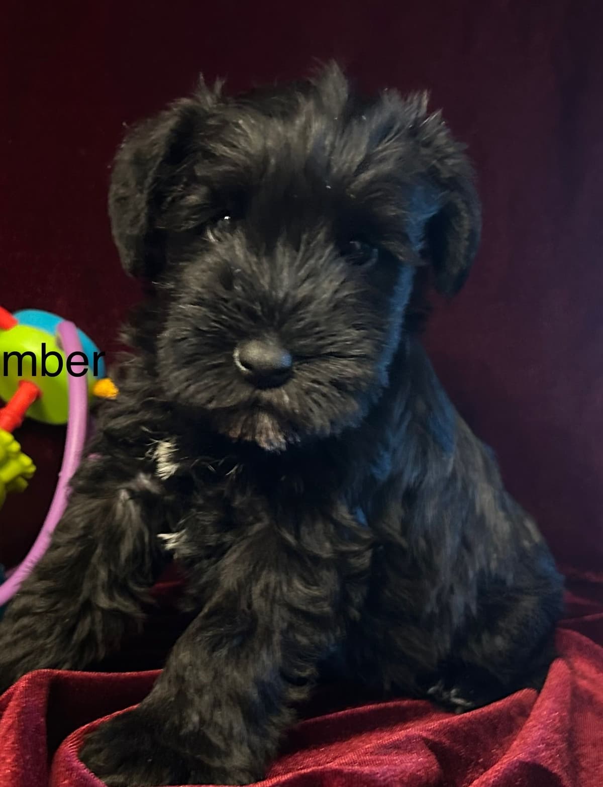 Miniature Schnauzer Puppies breeder image 20
