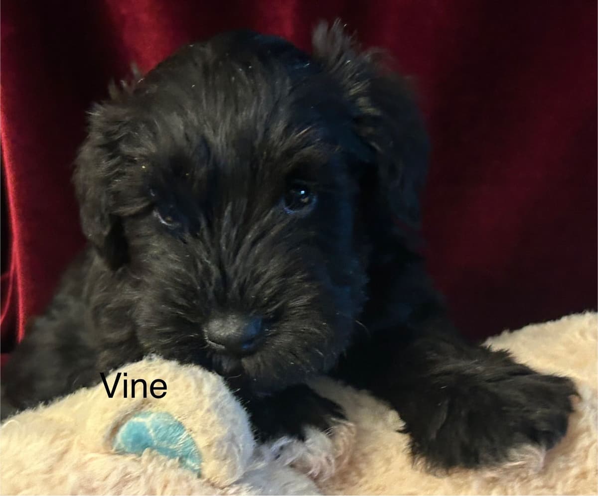 Miniature Schnauzer Puppies breeder image 19