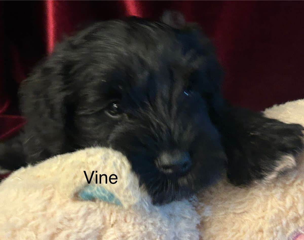 Miniature Schnauzer Puppies breeder image 21