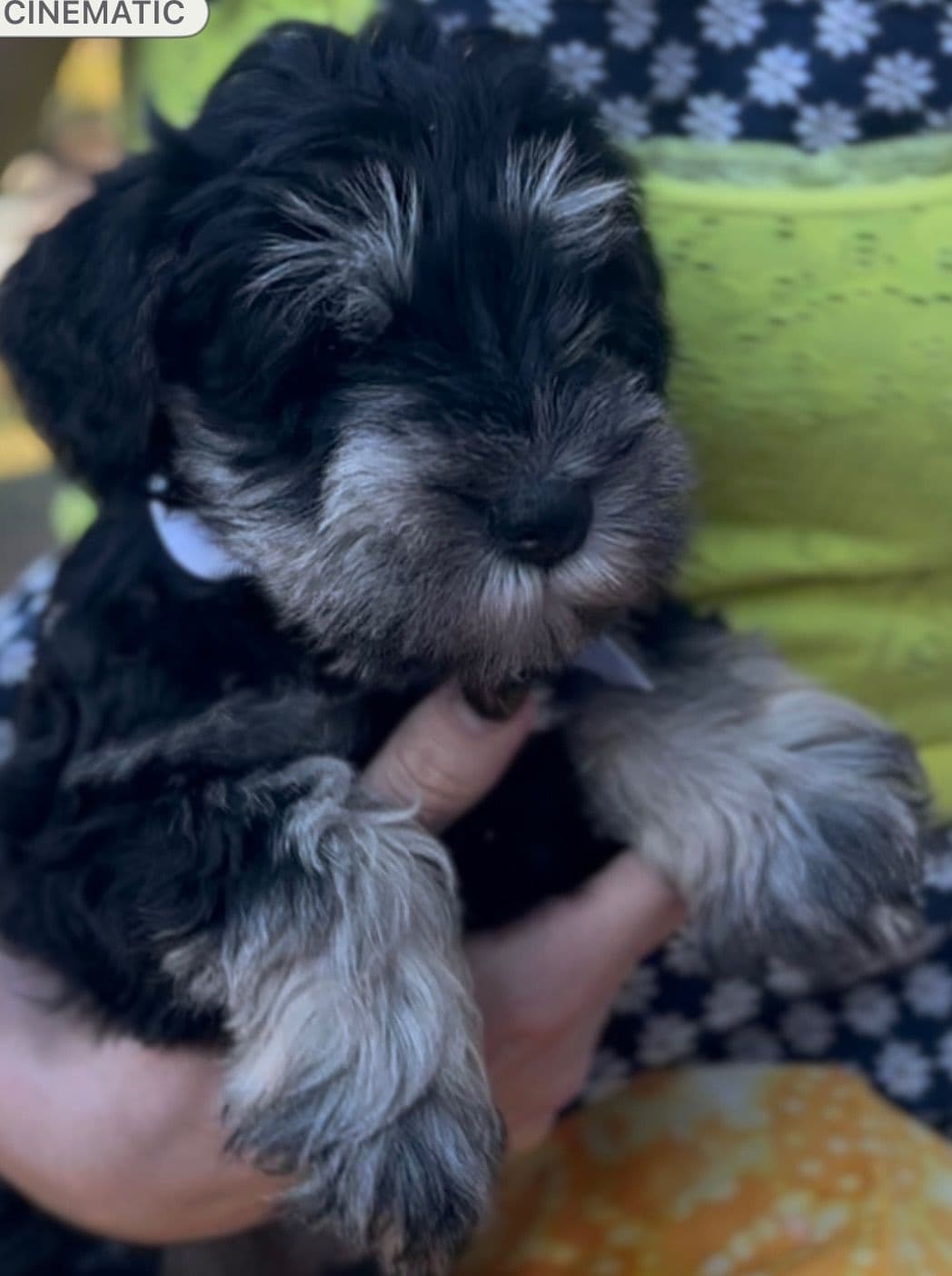 Miniature Schnauzer Puppies breeder image 24