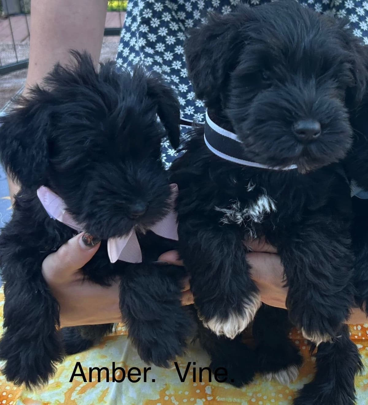Miniature Schnauzer Puppies breeder image 25