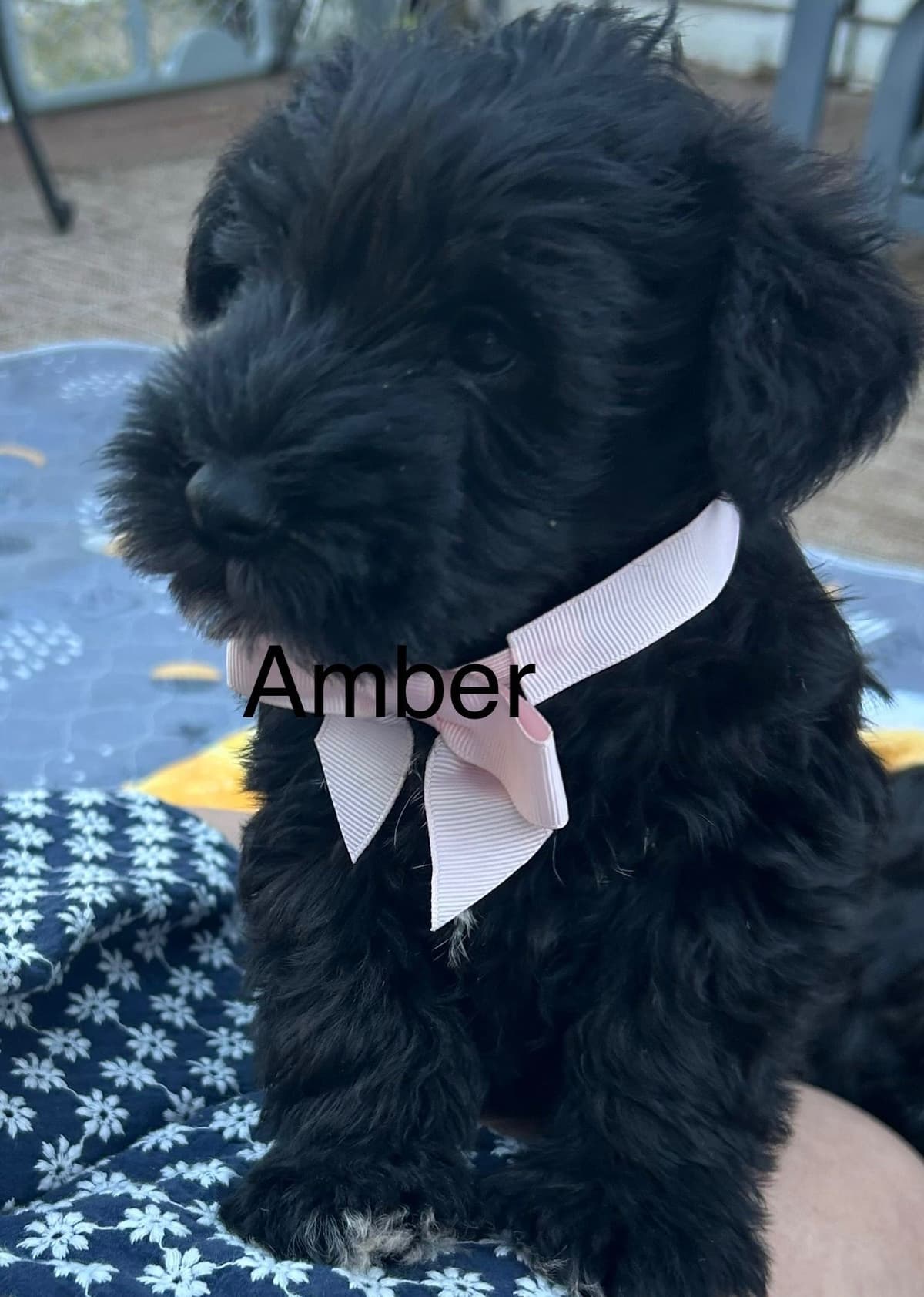 Miniature Schnauzer Puppies breeder image 27