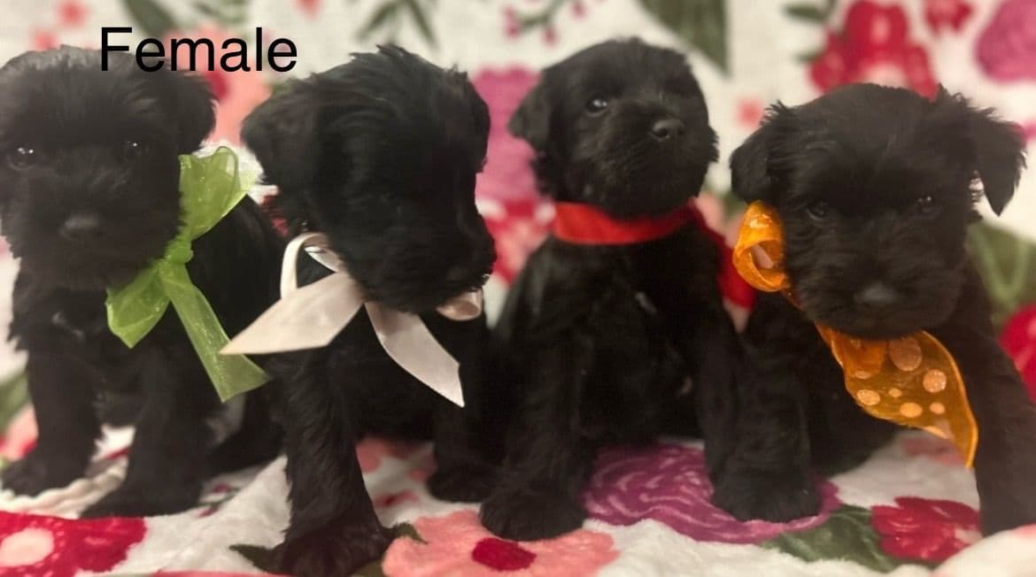 Miniature Schnauzer Puppies breeder image 28