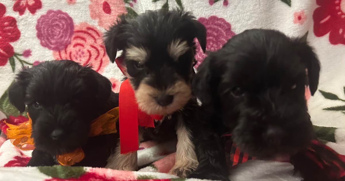 Miniature Schnauzer Puppies breeder image 29