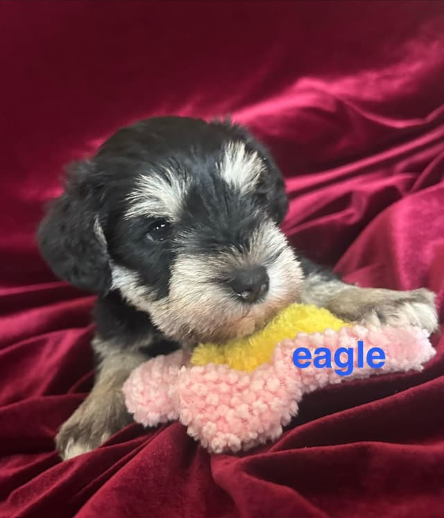 Miniature Schnauzer Puppies media 2