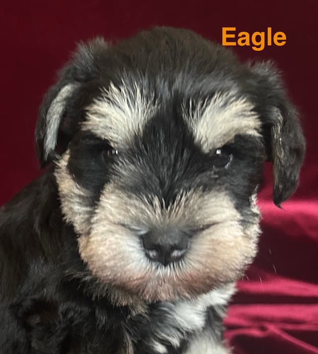 Miniature Schnauzer Puppies media 3
