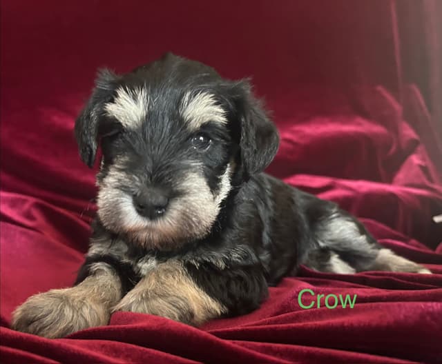 Miniature Schnauzer Puppies media 4