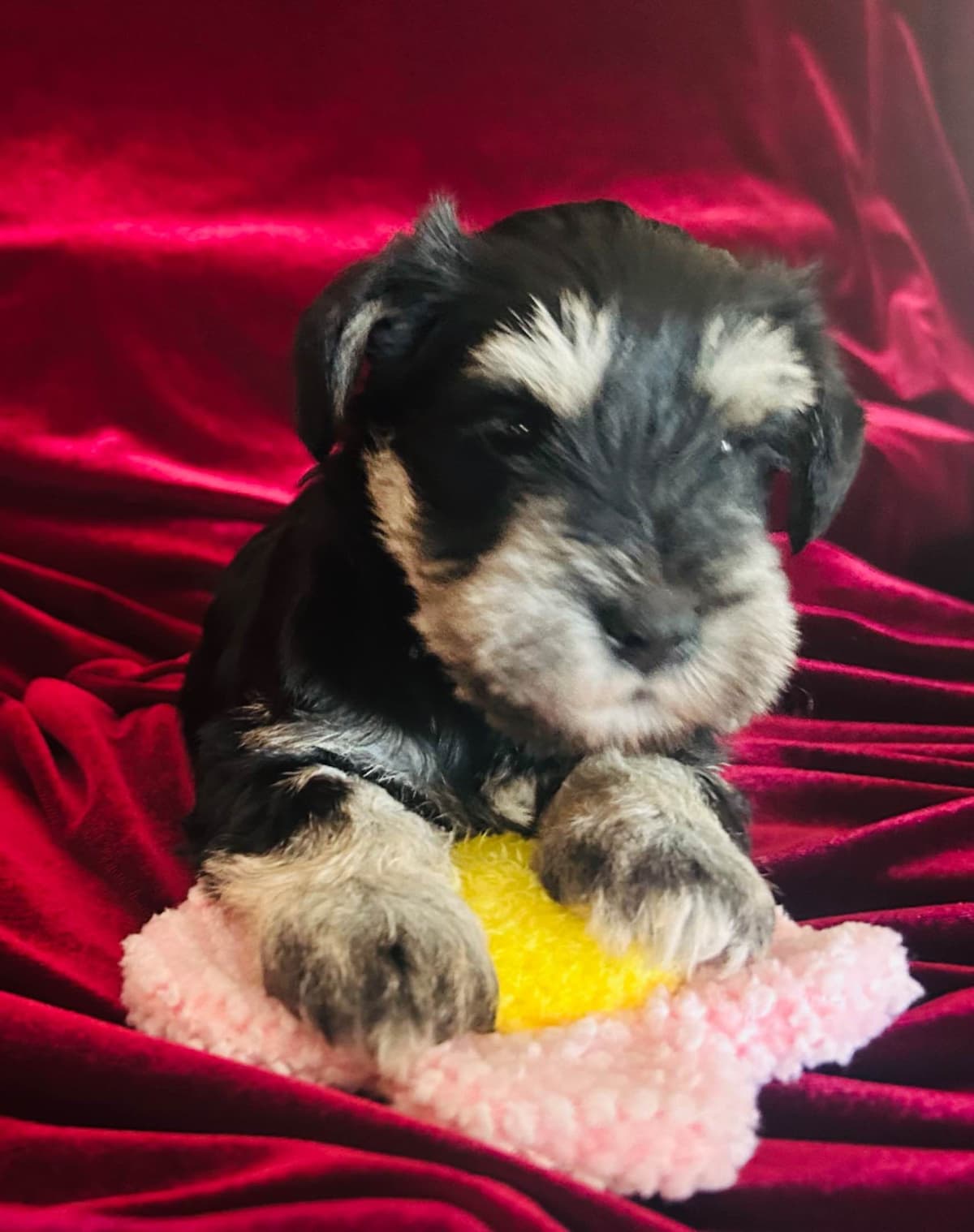 Miniature Schnauzer Puppies breeder image 30