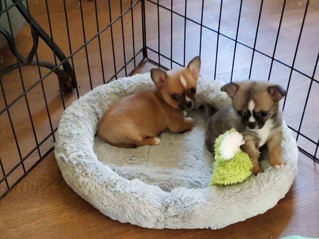 Chihuahua Puppies media 2