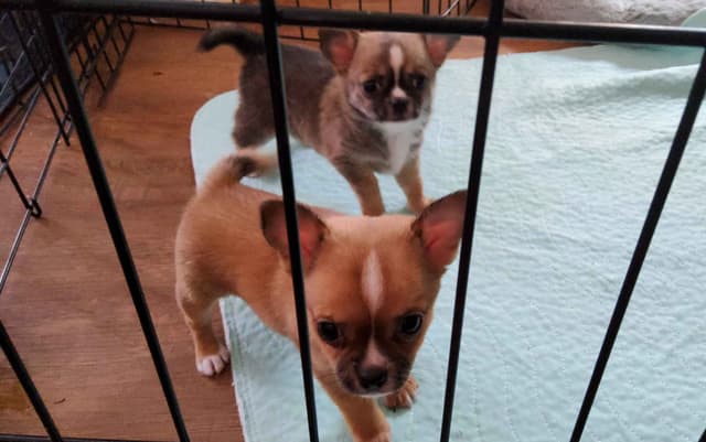 Chihuahua Puppies media 3