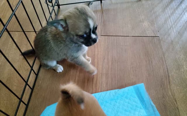 Chihuahua Puppies media 4
