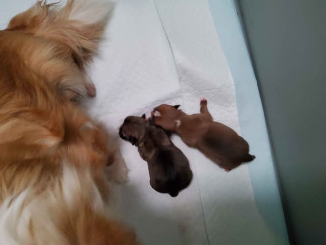 Chihuahua Puppies media 6