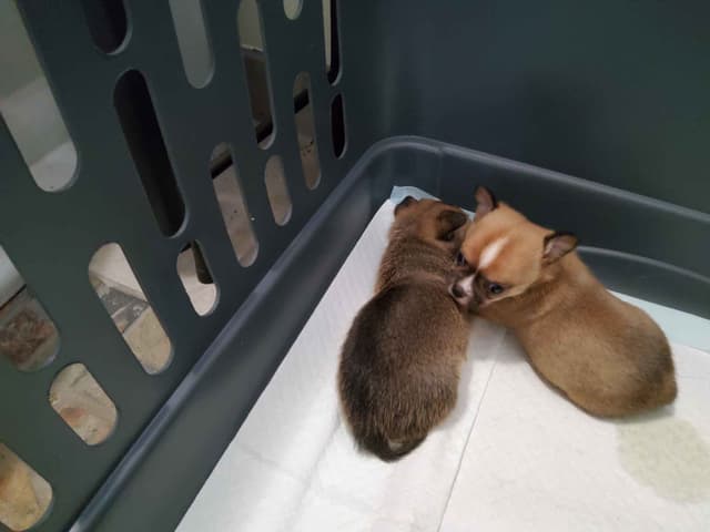 Chihuahua Puppies media 7