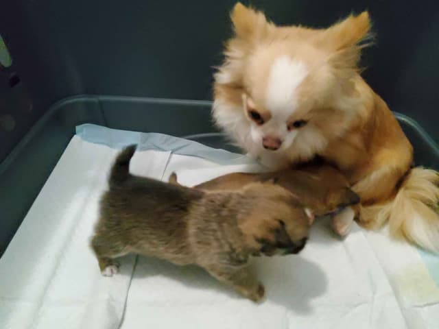 Chihuahua Puppies media 8