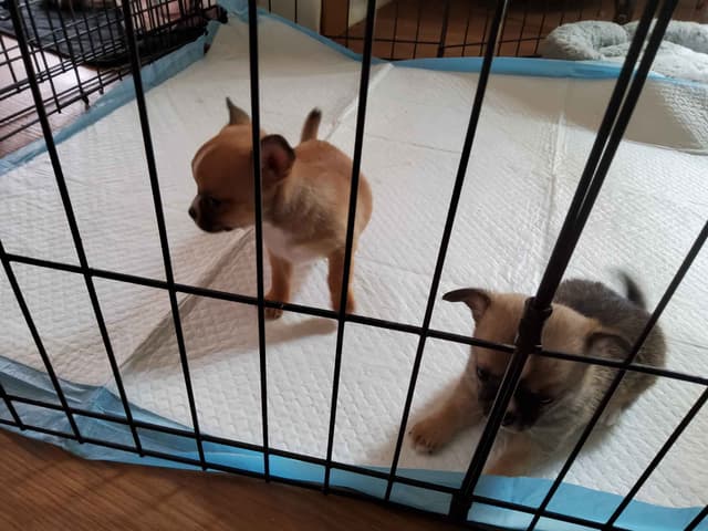 Chihuahua Puppies media 10