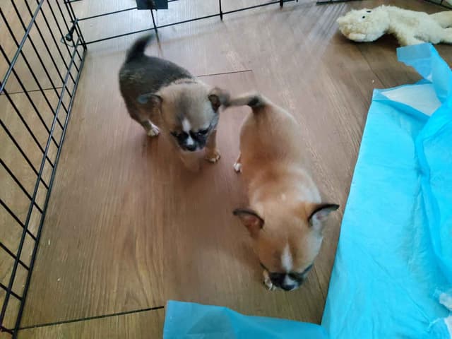 Chihuahua Puppies media 11