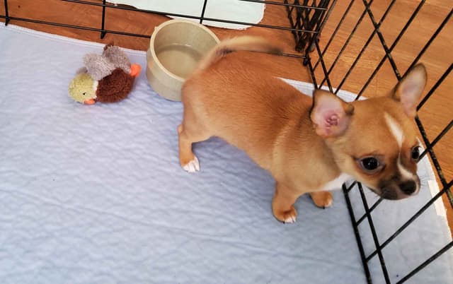 Chihuahua Puppies media 12