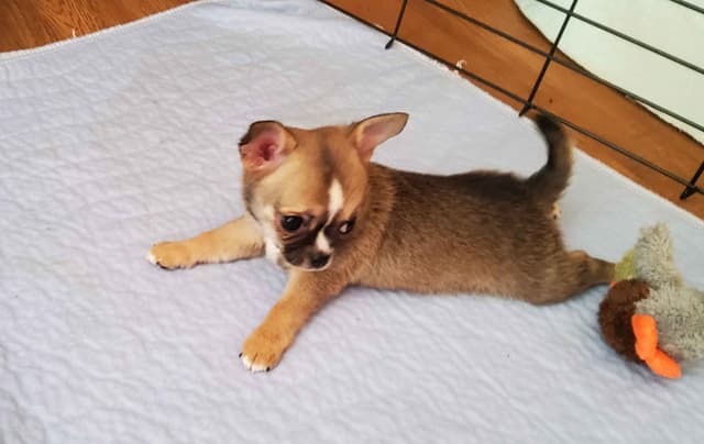 Chihuahua Puppies media 13