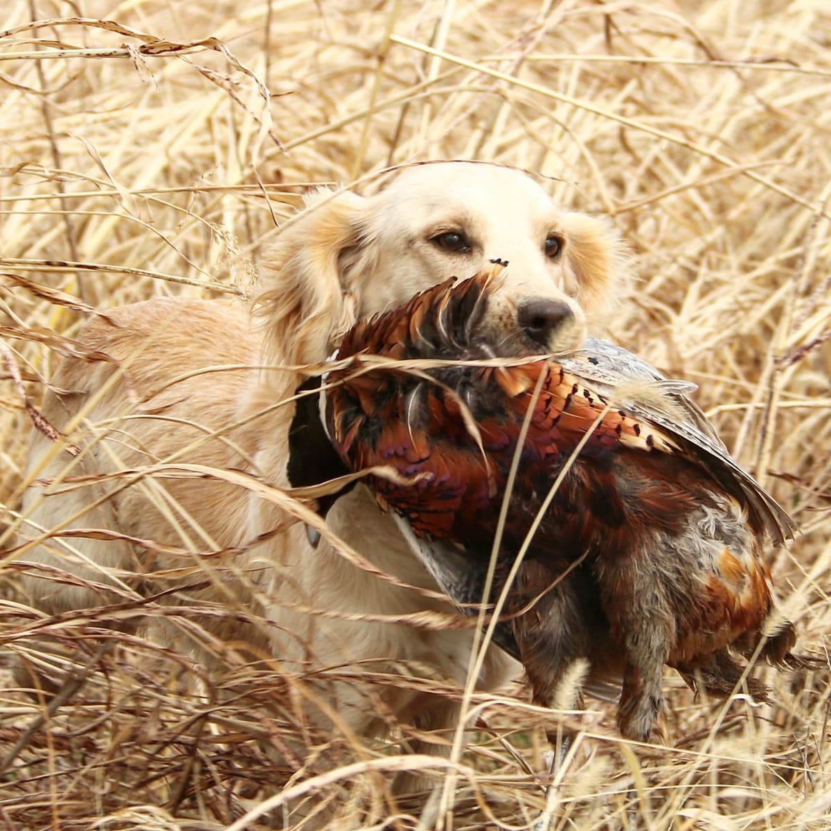 English Cocker Spaniel Puppies breeder image 1