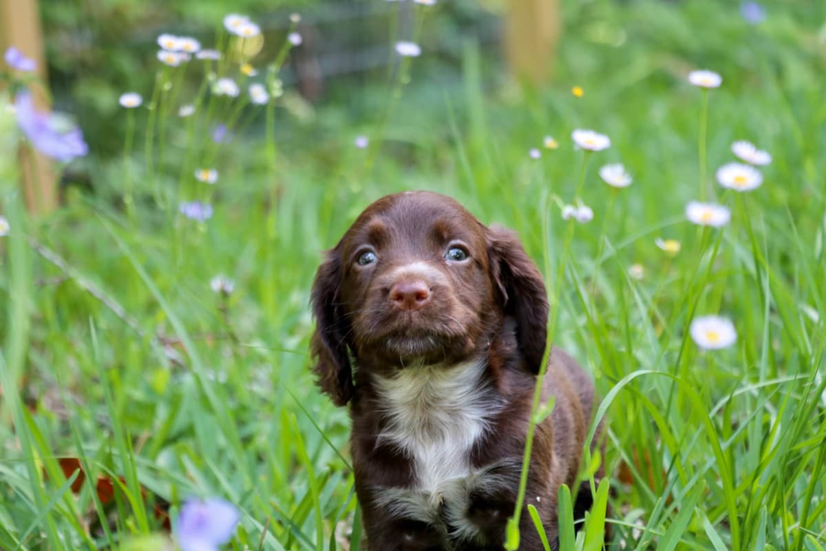 English Cocker Spaniel Puppies breeder image 6