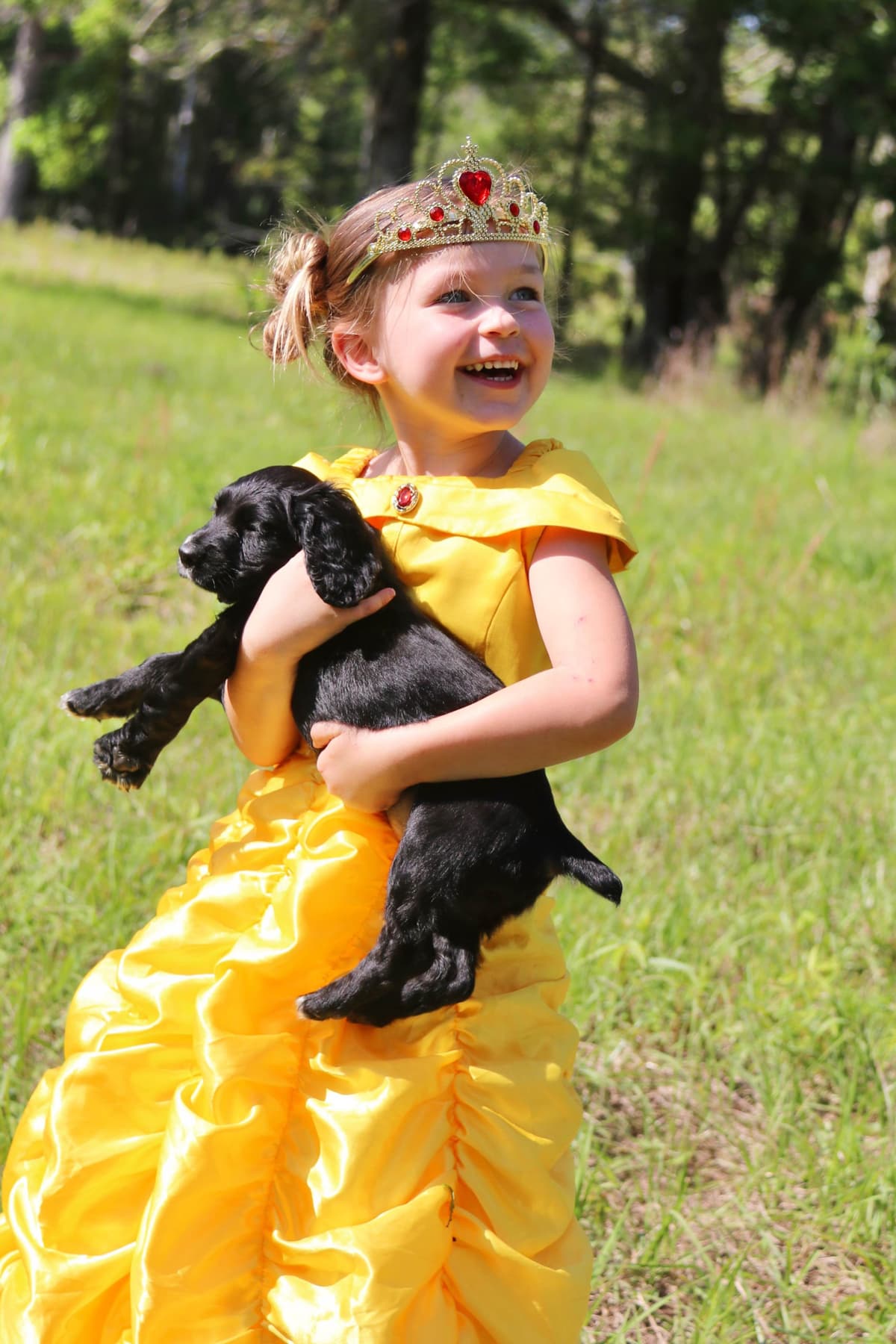 English Cocker Spaniel Puppies breeder image 7