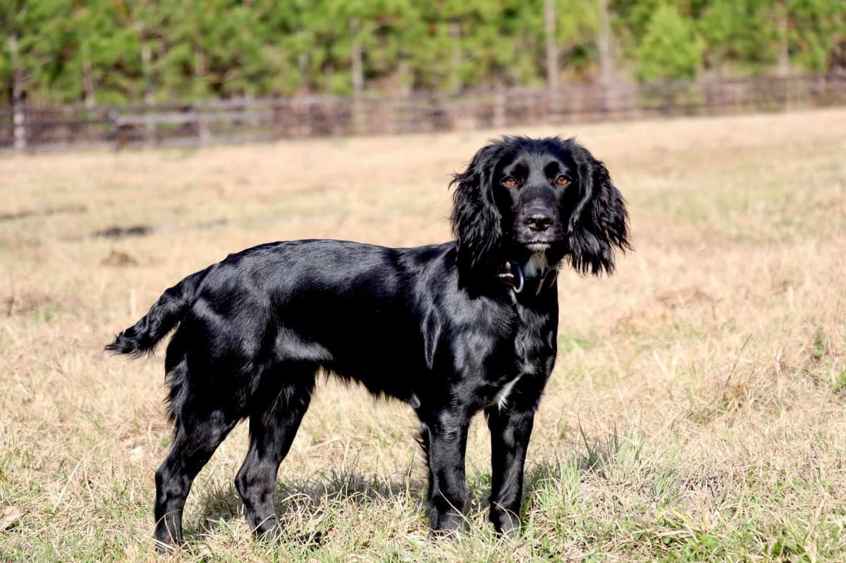 English Cocker Spaniel Puppies breeder image 10
