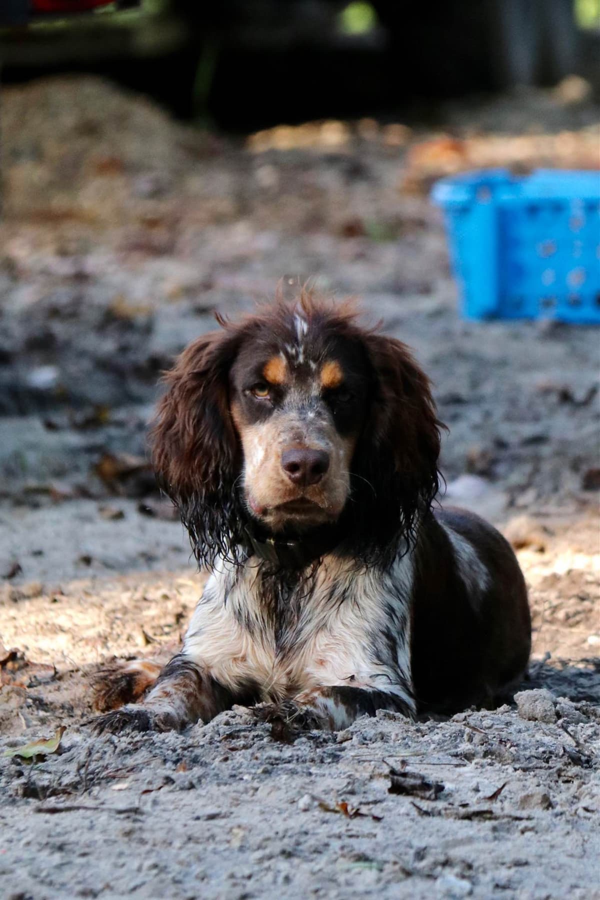 English Cocker Spaniel Puppies breeder image 12