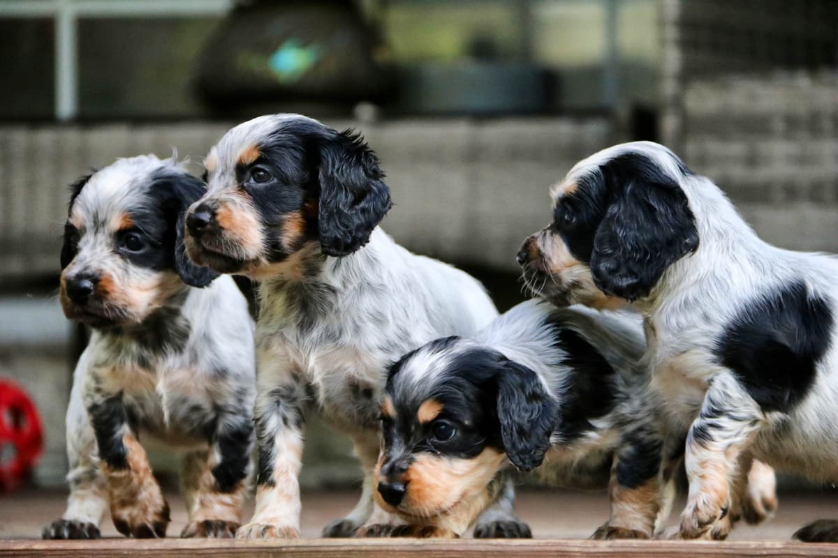 English Cocker Spaniel Puppies breeder image 14