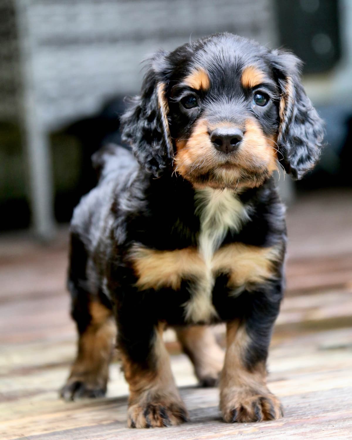 English Cocker Spaniel Puppies breeder image 15