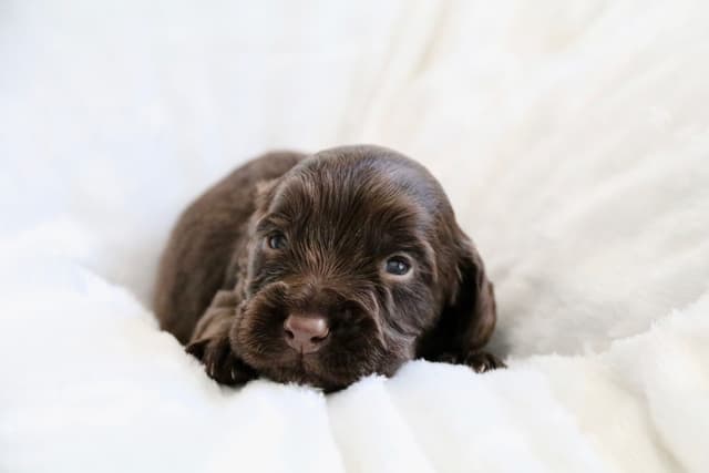 English Cocker Spaniel Puppies media 2