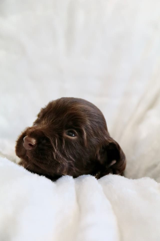 English Cocker Spaniel Puppies media 3