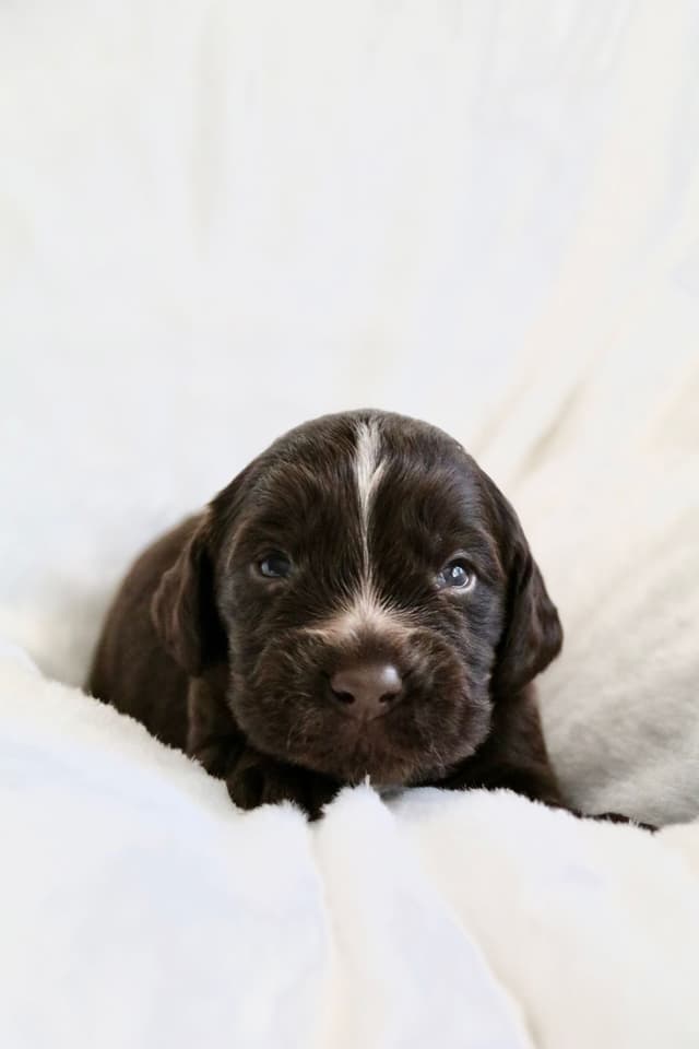 English Cocker Spaniel Puppies media 4