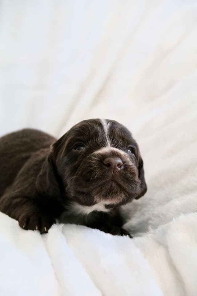 English Cocker Spaniel Puppies media 5