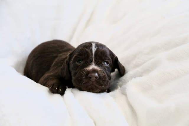 English Cocker Spaniel Puppies media 6