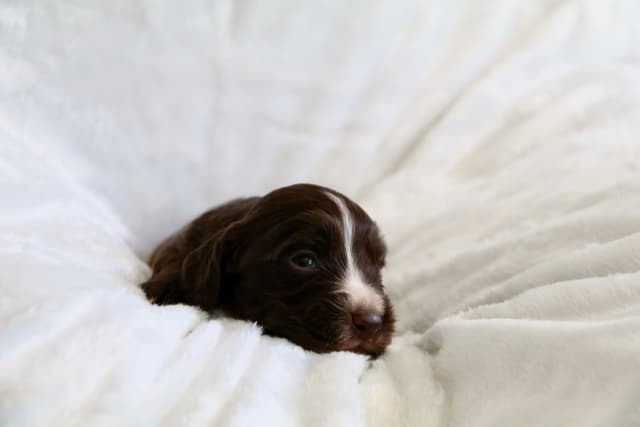 English Cocker Spaniel Puppies media 7