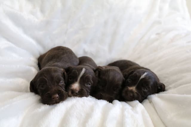 English Cocker Spaniel Puppies media 10
