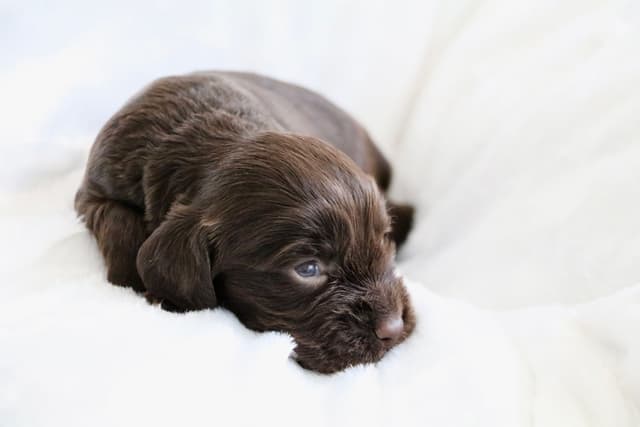 English Cocker Spaniel Puppies media 12