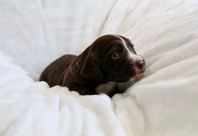 English Cocker Spaniel Puppies media 11