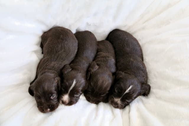 English Cocker Spaniel Puppies media 13
