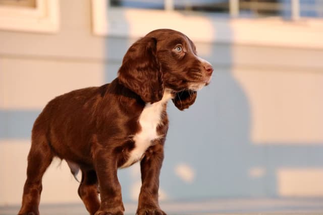 English Cocker Spaniel Puppies media 15