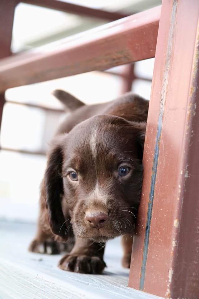 English Cocker Spaniel Puppies media 16