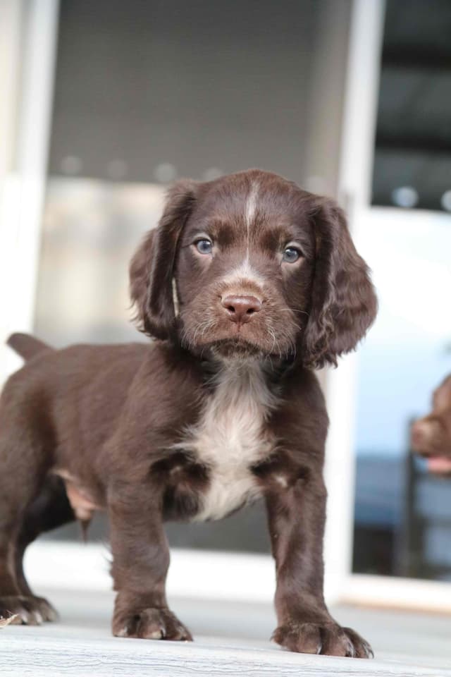 English Cocker Spaniel Puppies media 17