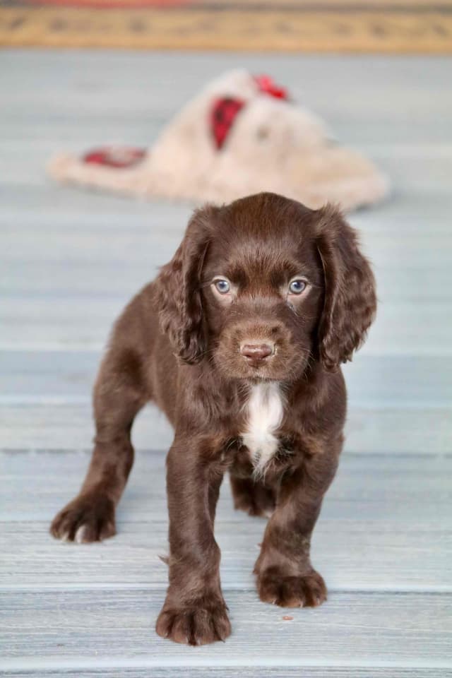English Cocker Spaniel Puppies media 18