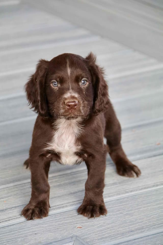 English Cocker Spaniel Puppies media 21