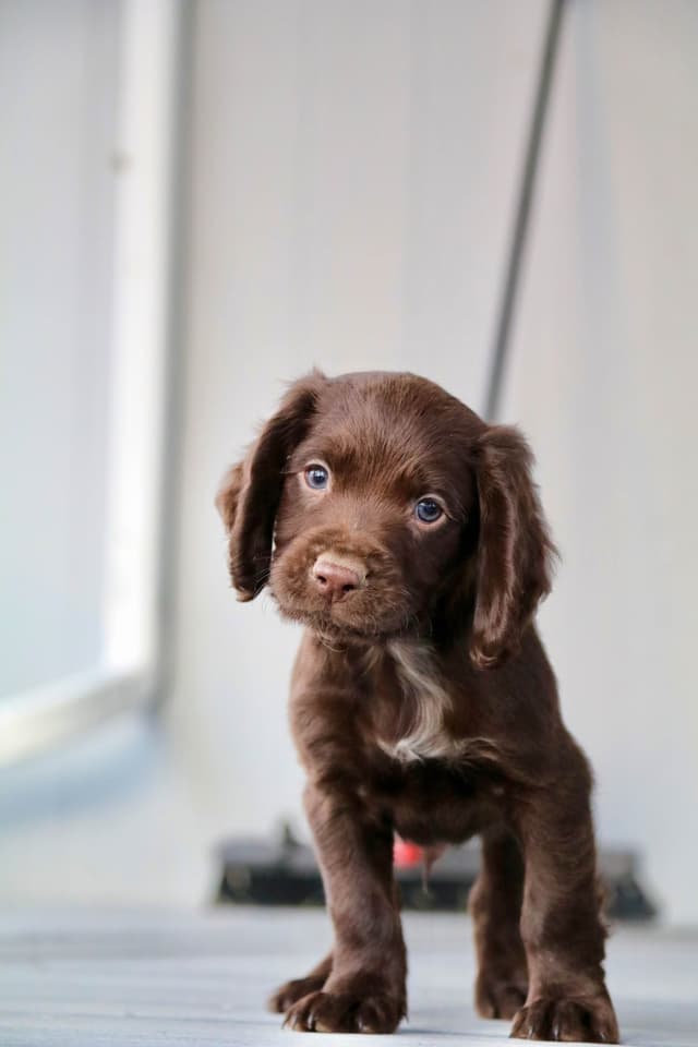 English Cocker Spaniel Puppies media 19