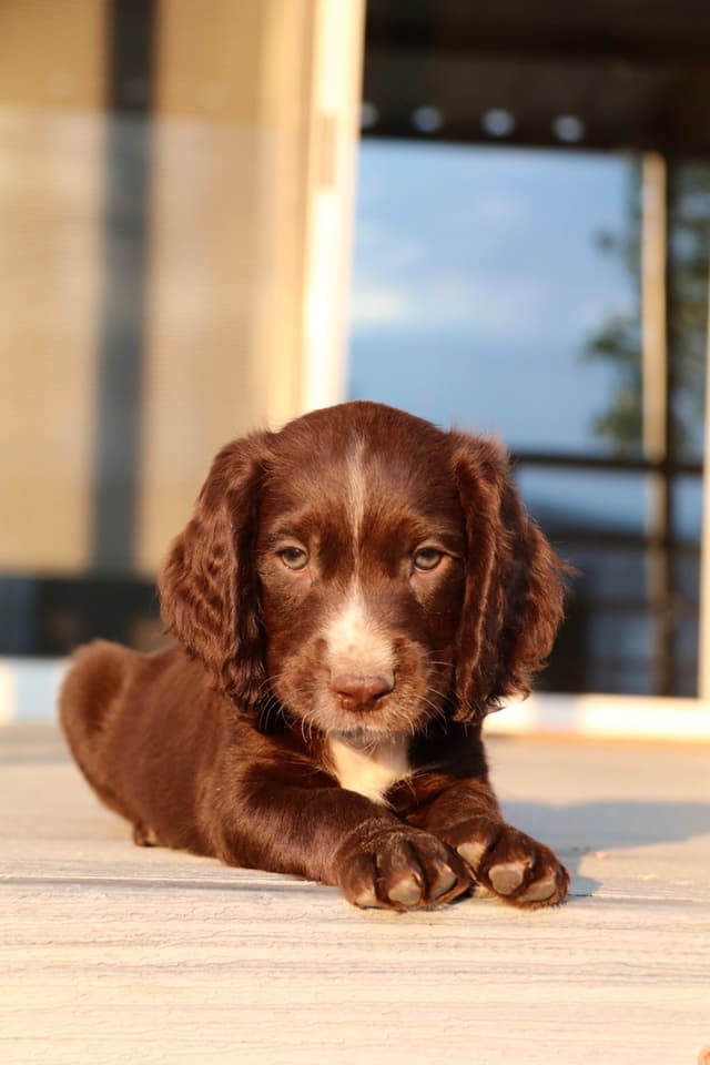 English Cocker Spaniel Puppies media 22