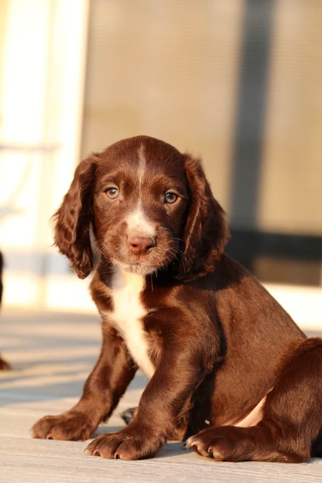 English Cocker Spaniel Puppies media 23
